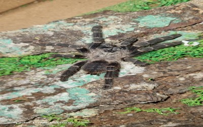 Taksinus Bambus juvie Tarantula